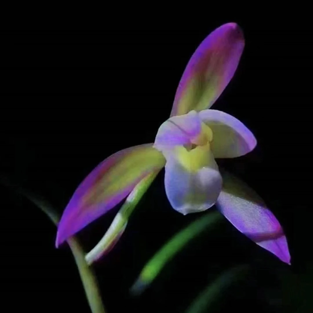 建兰 荷塘月色 壮苗引种苗等