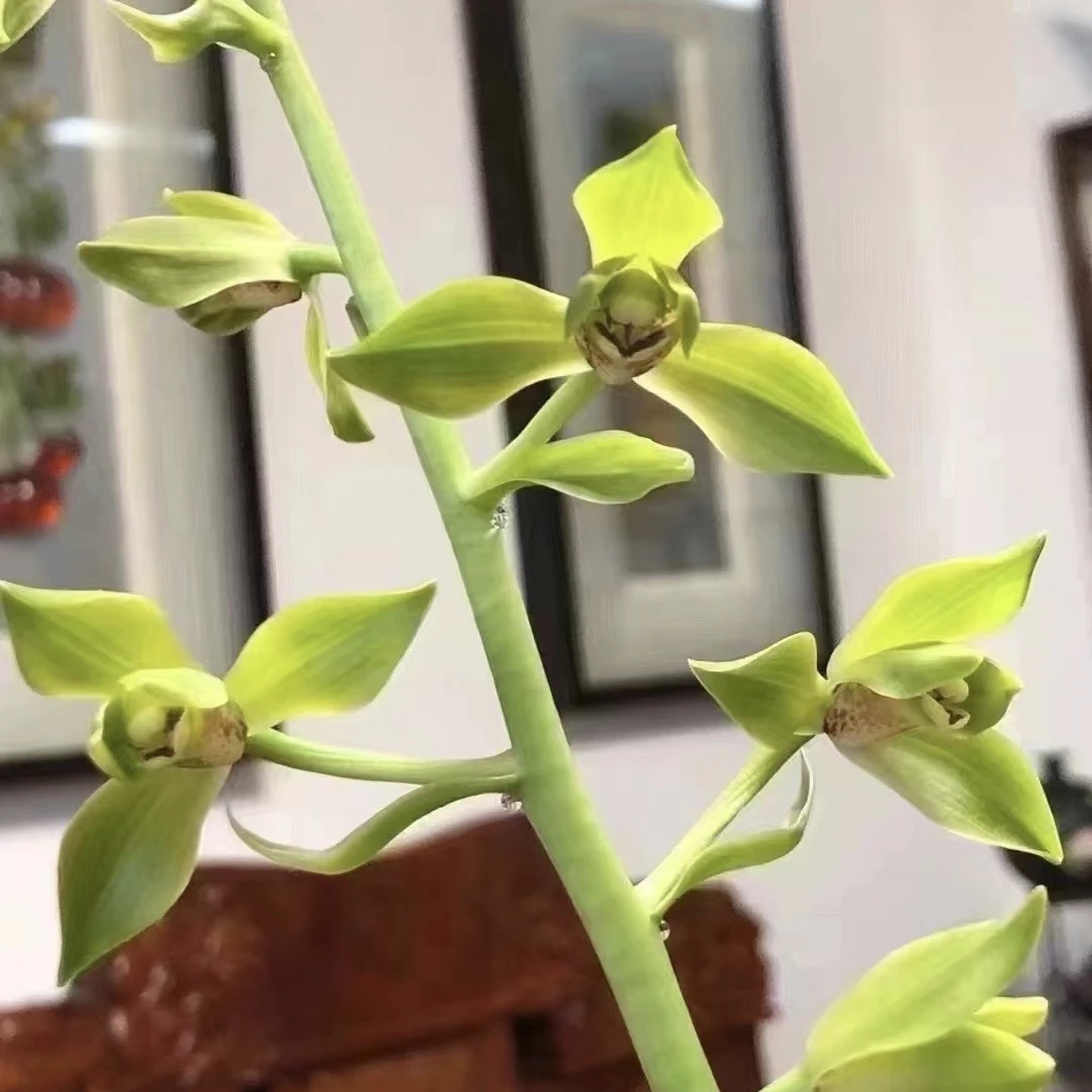 蕙兰 翠丰 程梅 大白菜 关顶 老朵云 十年老店只做正品