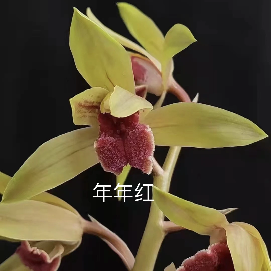 蕙兰 郑孝荷 秦深素150翠定荷素 中华素蕊 年年红不用春化的好花