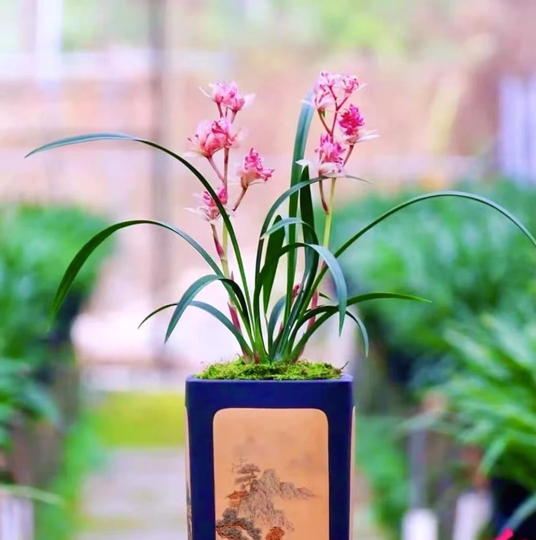 建兰 兰花苗 红蝉牡丹 花期5-11月