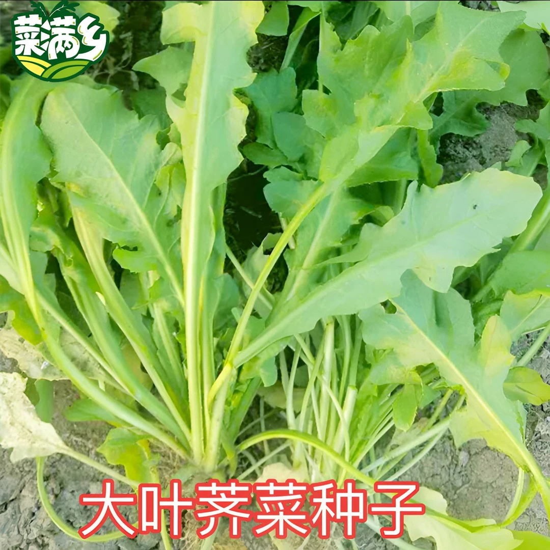【大叶荠菜种子】四季种植阳台盆栽天气小院种菜蔬菜菜籽种子