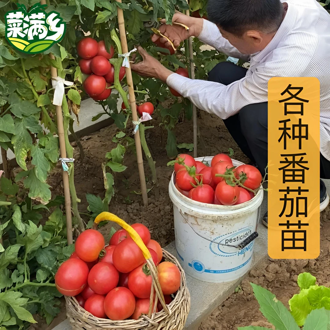 【番茄苗大全】菜满乡专育对版西红柿苗黑番茄毛粉千喜蔬菜种子