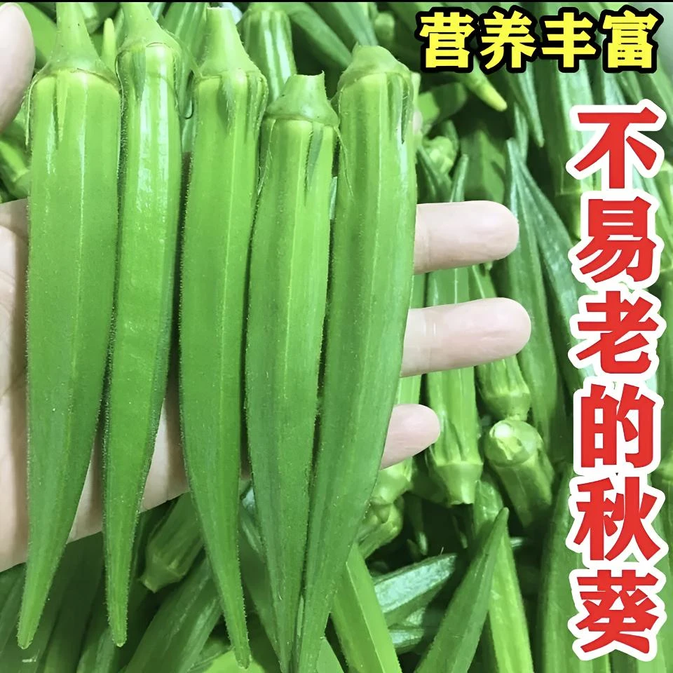 【水果秋葵种子】不易老高产绿秋葵种子红秋葵简单修剪播种整齐种植
