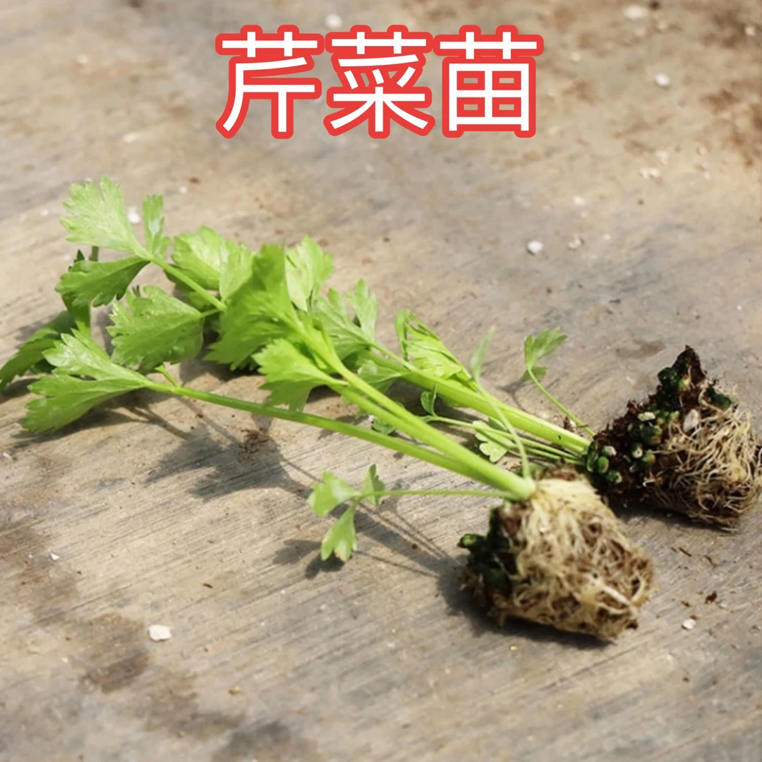 【芹菜苗】西芹蔬菜苗苗正品对版根系发达鲜活粗壮批发