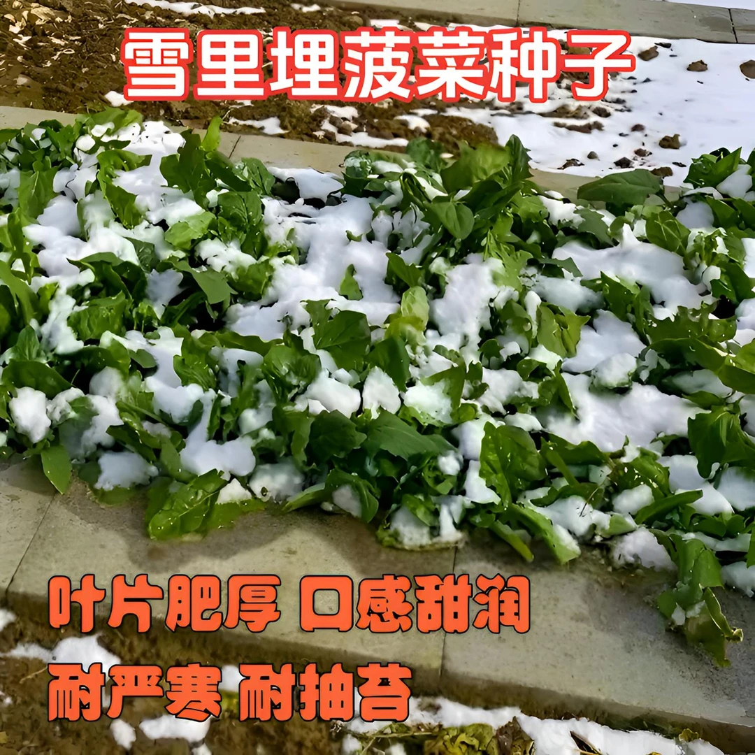 雪里埋菠菜种子冬天耐寒蔬菜大叶红根春天耐抽薹【贝妈同款】