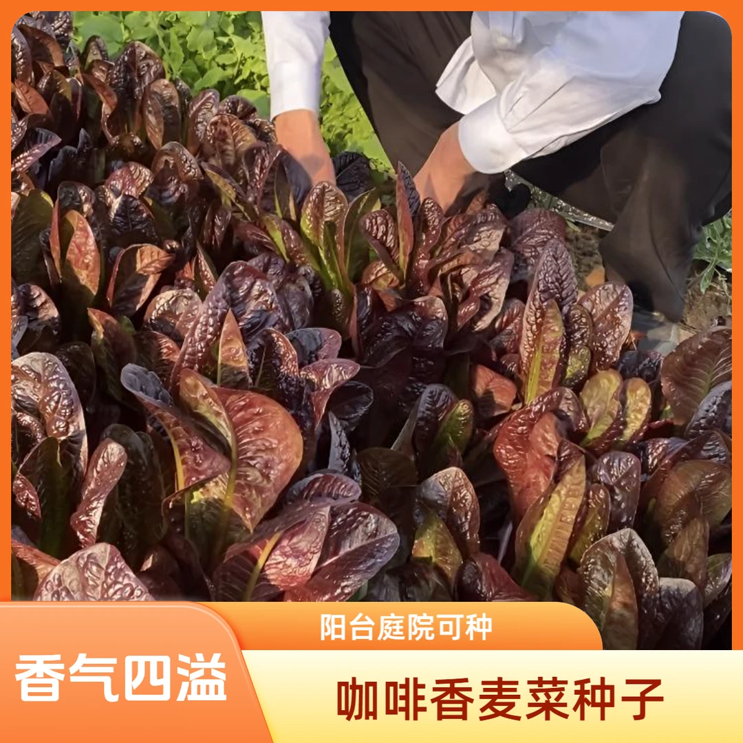 【咖啡香麦菜种子】家庭小院种菜阳台盆栽种植鸡毛菜