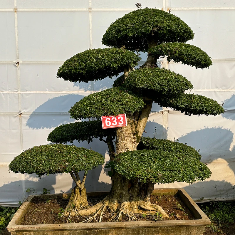地景造型树 造型美观 基地直发 一物一拍 专车配送
