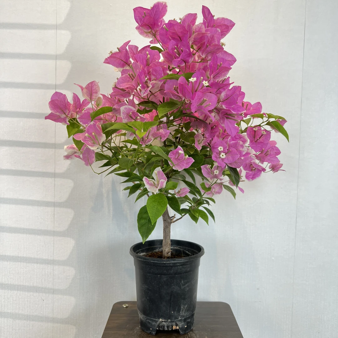 红樱三角梅苗带花发货原盆原土四季开花阳台庭院花卉基地培植种植