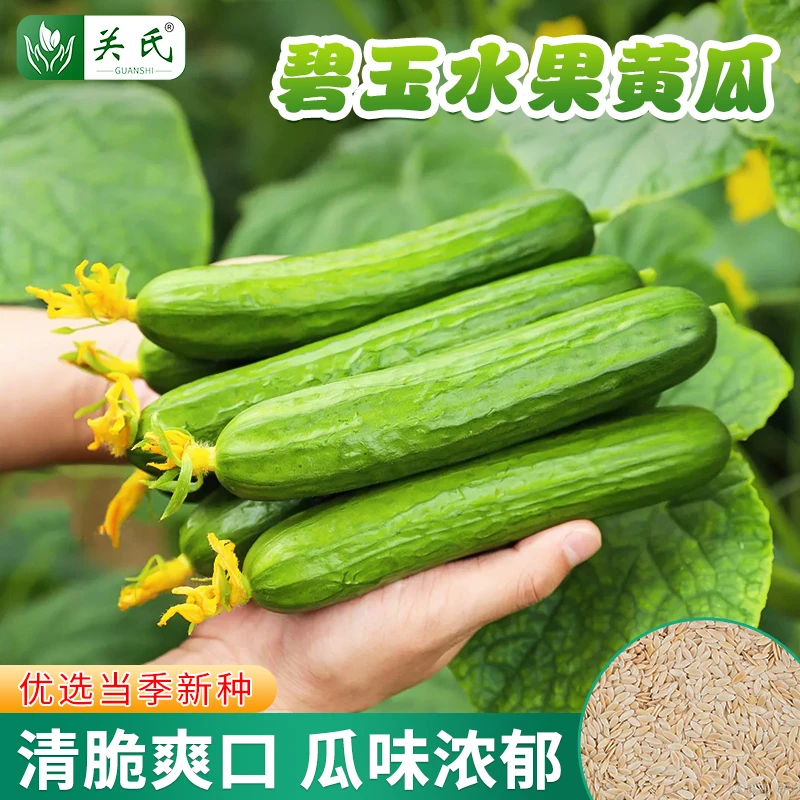 碧玉强雌水果黄瓜种子荷兰瓜春秋蔬菜种籽四季阳台盆栽小院种植孑