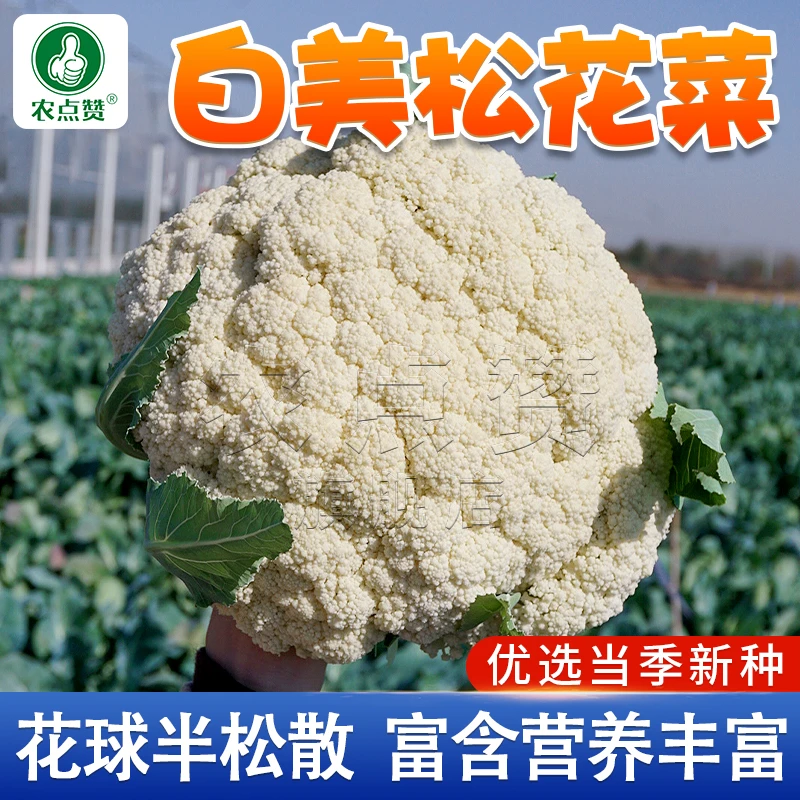 白美松花菜种子 花椰菜种子春季秋季有机蔬菜种植爽脆鲜嫩高产