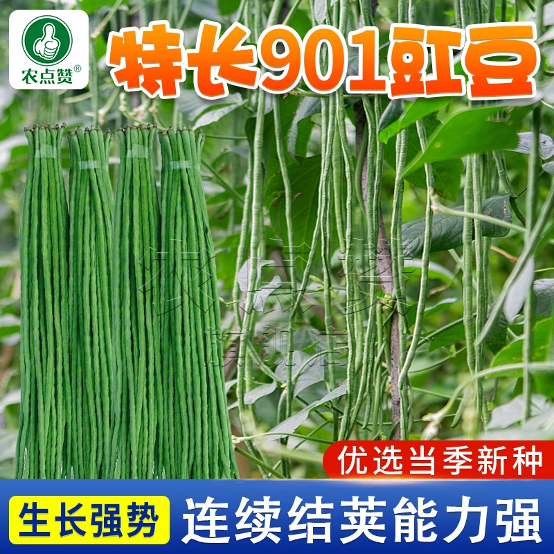 摘不败翠嫩特长901豇豆种子  长豆角豇豆种籽春秋易种易活蔬菜孑