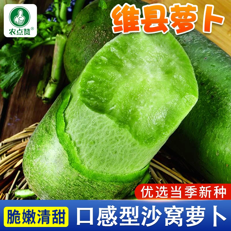 山东维县青萝卜水果青皮沙窝萝卜种子高产甜脆耐高温蔬菜种植种籽
