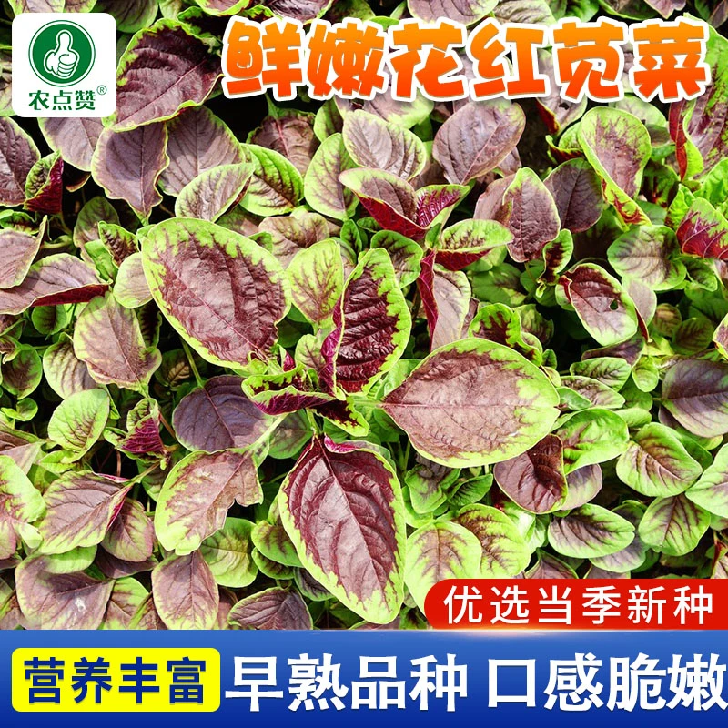 花红苋菜种子  鲜嫩苋菜 四季阳台盆栽简单播种蔬菜