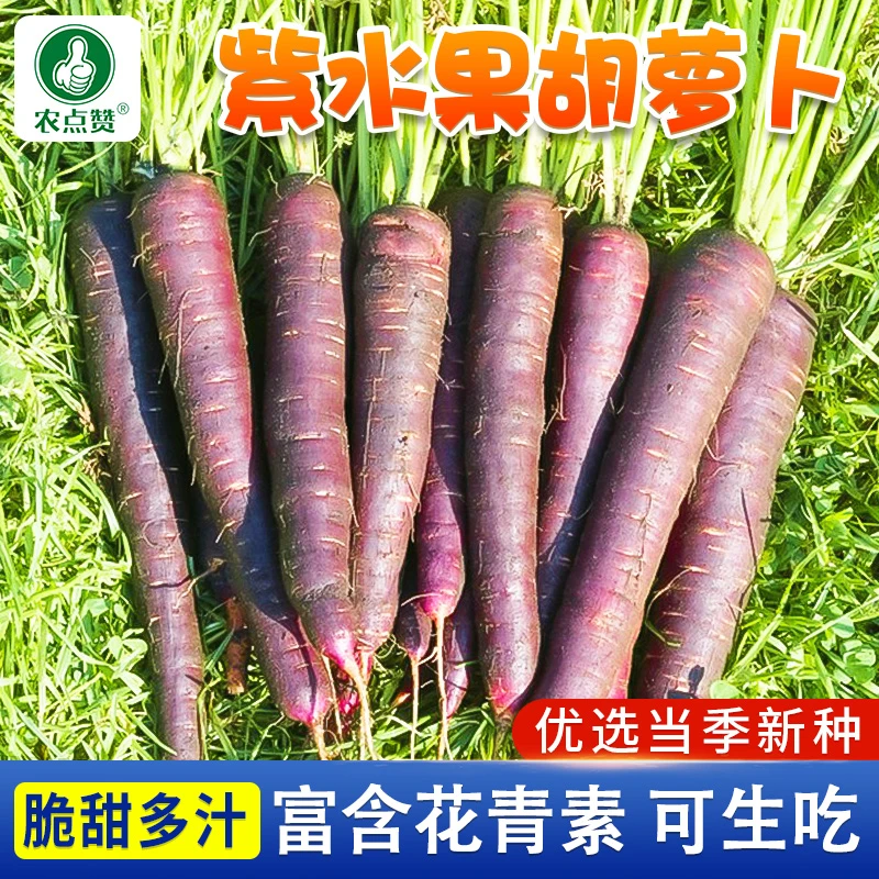 紫色胡萝卜种子秋季高产小人参胡萝卜农家四季水果萝卜营养蔬菜种