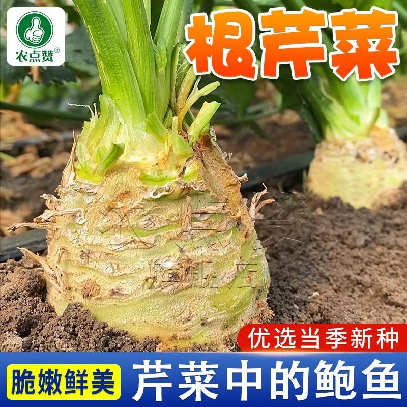 【地中海根芹种子正】球茎芹菜四季阳台盆栽家庭小院种植蔬菜种子