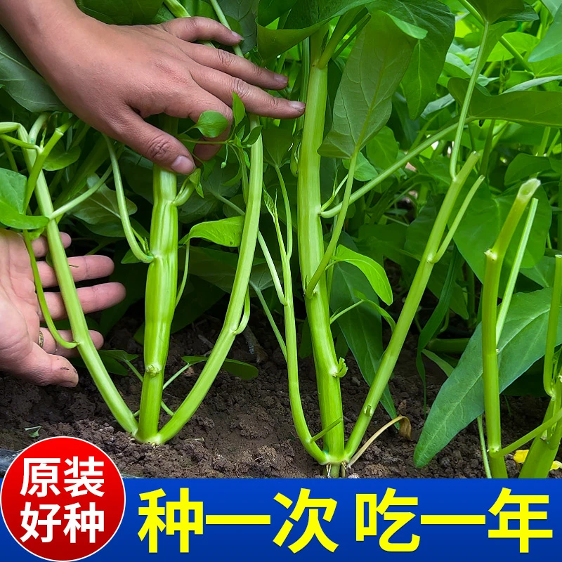 【星火】叁叉空心菜種子 柳葉空心菜青梗空心菜通心菜四季陽台