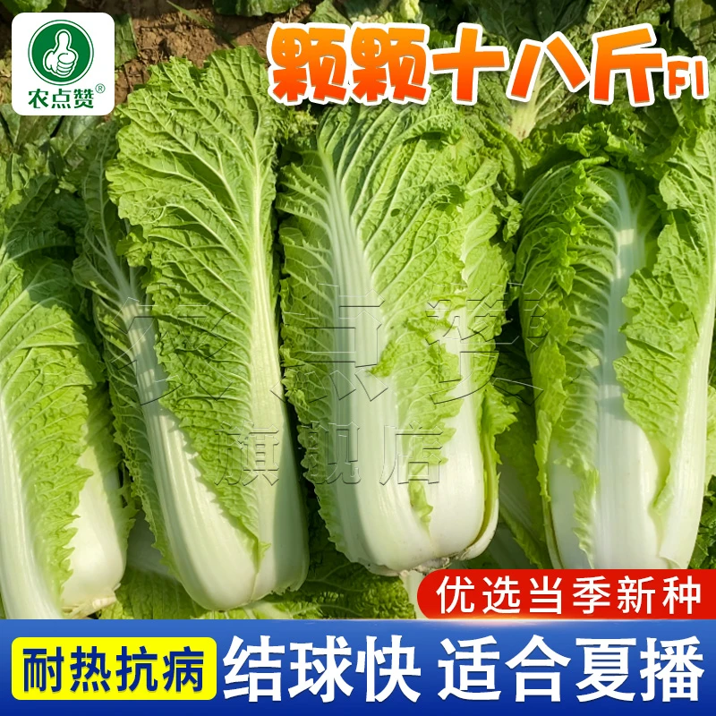黄心大白菜种子 颗颗十八斤山东白菜种子秋冬季四季蔬菜种子简单