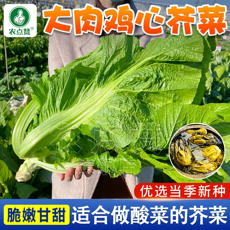包心芥菜种子高钙菜种籽鸡心芥菜酸菜庭院阳台盆栽四季播蔬菜种子