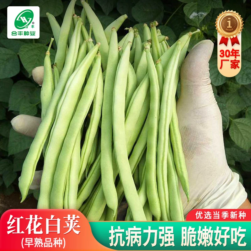 四季豆种籽 红花白荚四季豆 无筋豆种子 新鲜蔬菜简单种植春季
