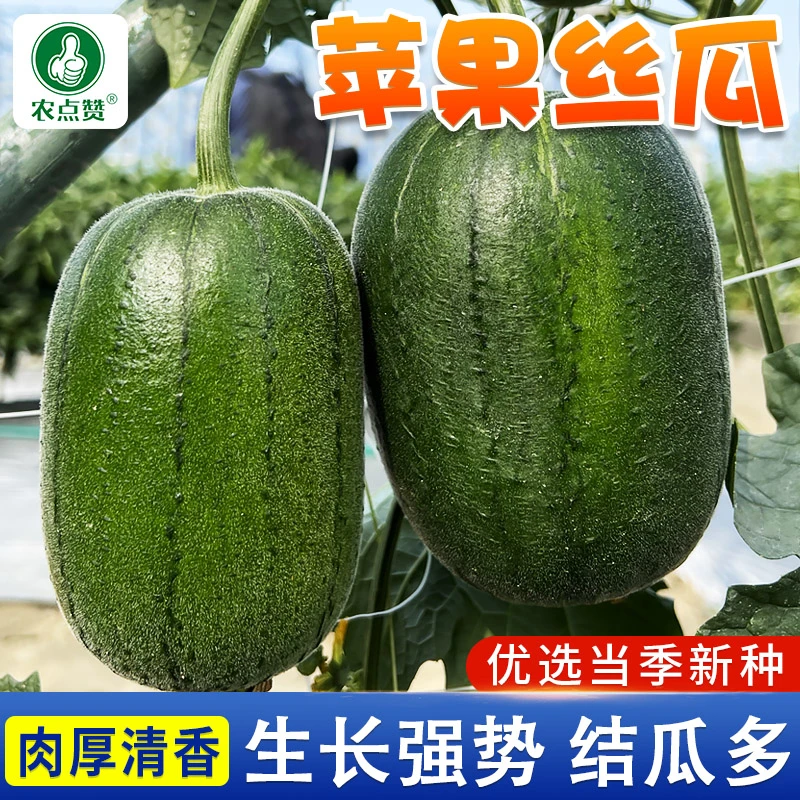 台湾苹果丝瓜种子肉丝瓜种籽子盆栽籽种蔬菜四季种植耐寒蔬菜种籽