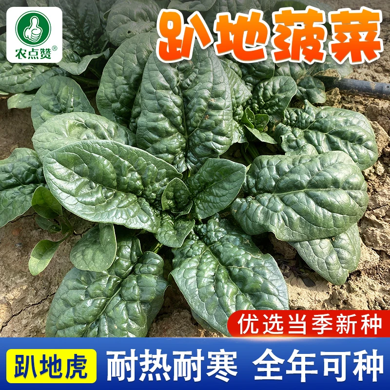 趴地菠菜种籽大叶红根耐热耐寒黑绿越冬菠菜秋冬蔬菜种籽孑