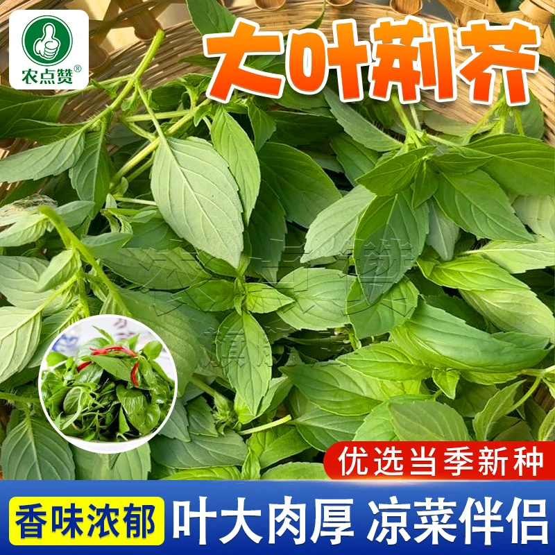 大叶荆芥种子 河南荆芥种子耐热盆栽简单高产蔬菜种籽四季种植