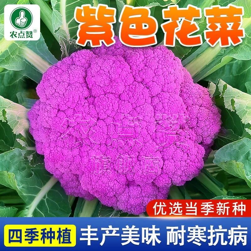 紫色花菜种子 花椰菜西蓝花松花菜种籽四季蔬菜种子阳台小院种植