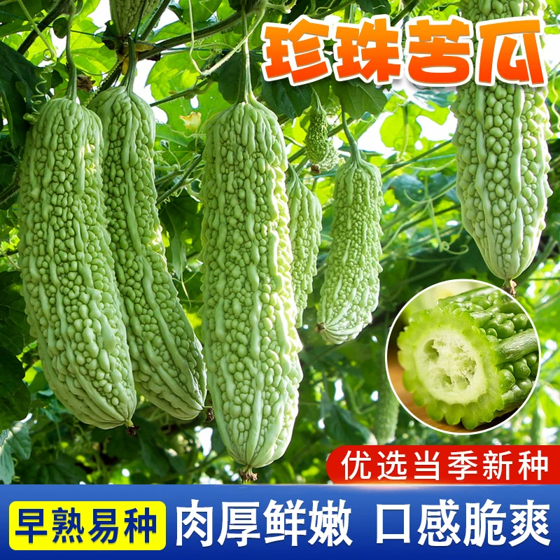 珍珠苦瓜种子 春秋耐热高产庭院种植蔬菜种籽鲜嫩翠绿优选脆嫩