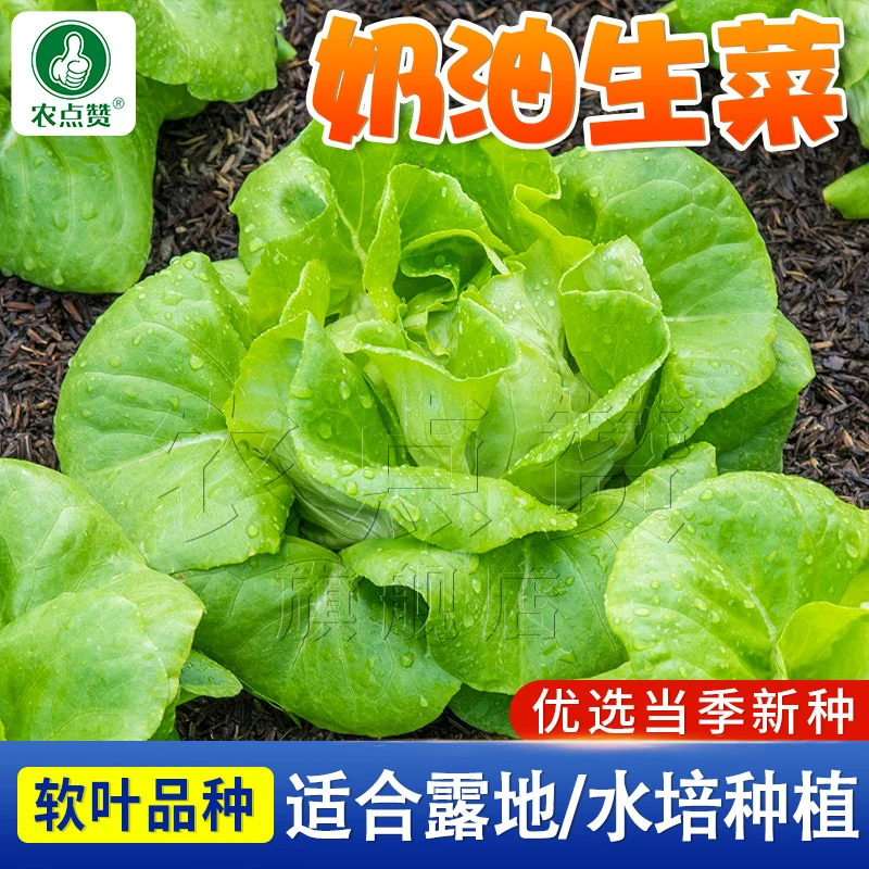 奶油生菜种子 四季播种秋冬季沙拉专用清香脆爽家庭种植蔬菜种子