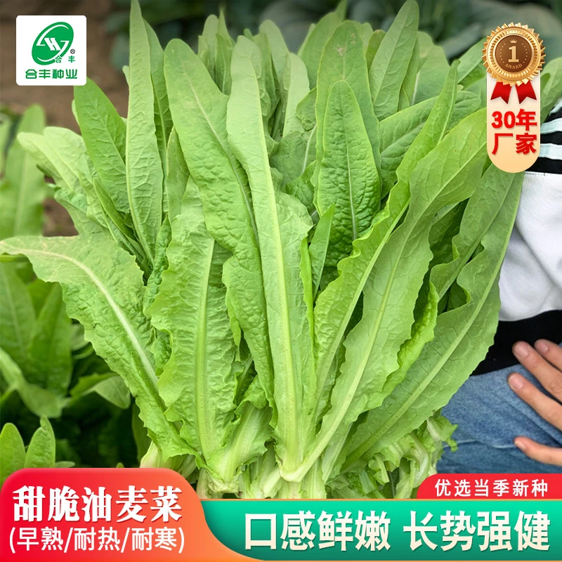 油麦菜种子 广东速生甜脆香油麦菜四季播种盆栽庭院有机蔬菜种子