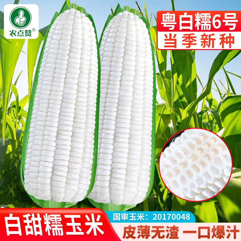 白甜糯玉米种子奶油白玉米种籽春夏鲜食玉米种大田国审甜玉米蔬菜