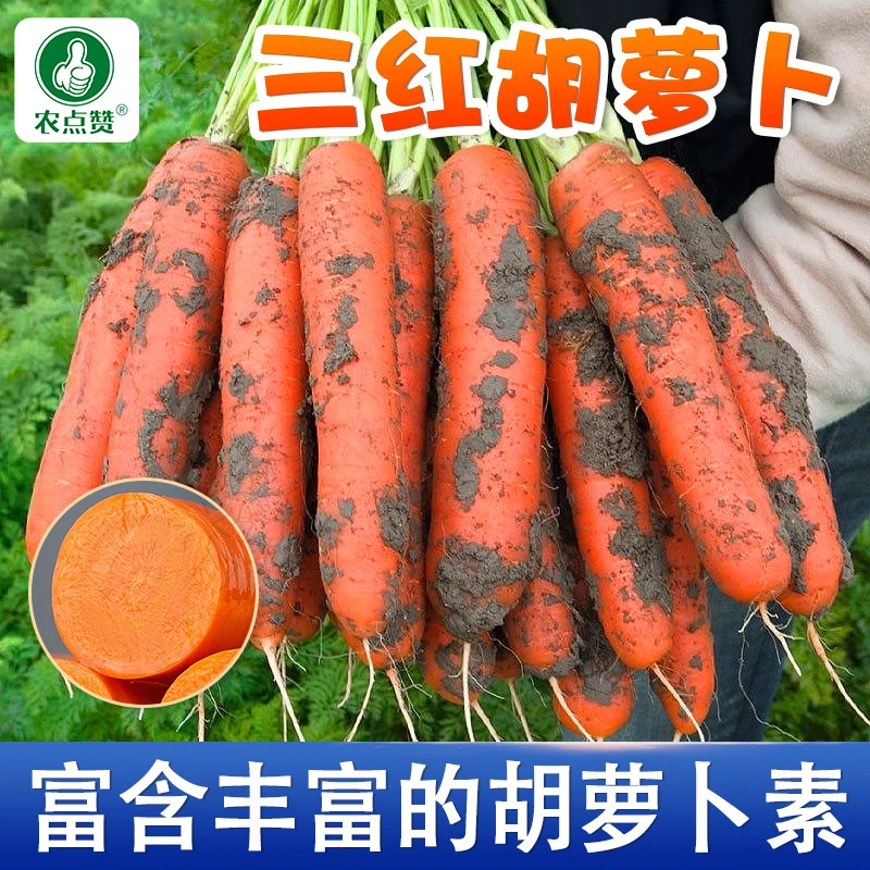 三红胡萝卜种子 水果萝卜耐热耐寒夏秋播种四季蔬菜种子