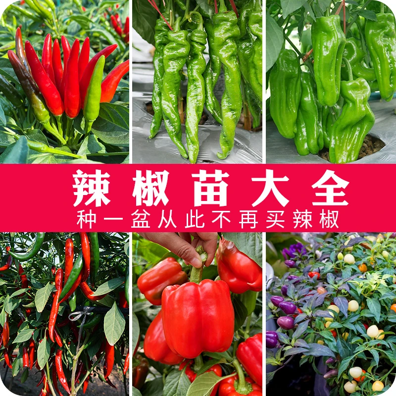 辣椒苗 辣椒阳台庭院蔬菜四季种植种子