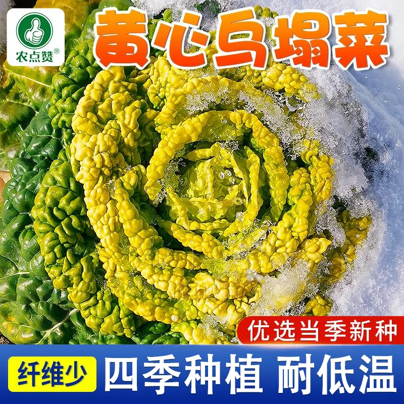 东方明珠黄心乌菜种子乌塌菜菊花芯黄心菜白菜特色菜秋季播种