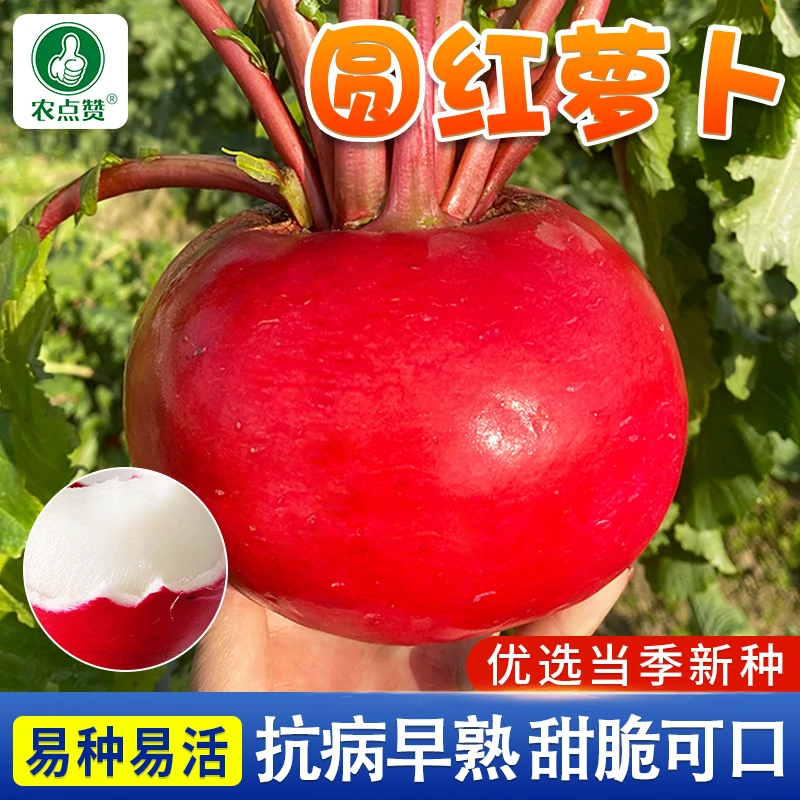 圆红萝卜种子 红皮白心水萝卜南北方春夏秋季阳台盆栽种植蔬菜籽