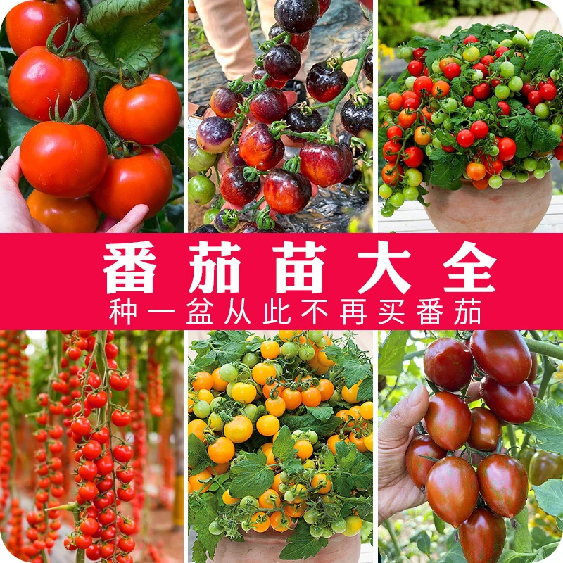 番茄苗 阳台庭院四季种植西红柿苗蔬菜种子