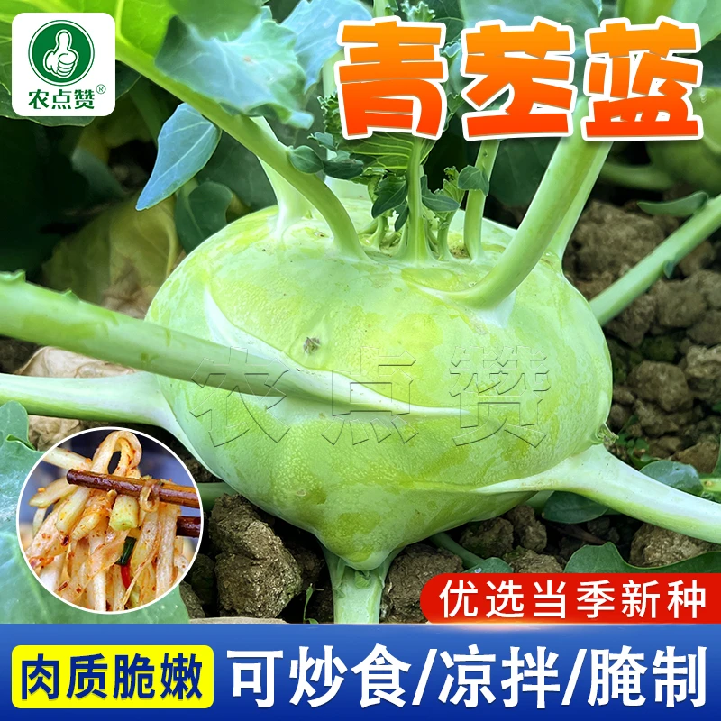 青苤蓝种籽 青苤兰阳台盆栽水果四季易种蔬菜种子家庭小院种植菜