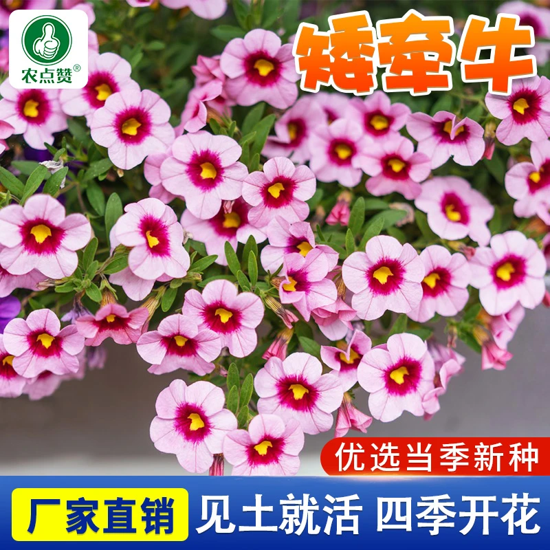 矮牵牛花卉种子 四季阳台盆栽花盆易种植观赏植物好养花种籽