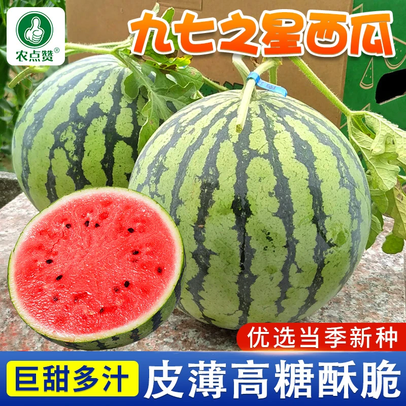 九七之星西瓜种子罐装超甜西瓜大面积专卖正品高产西瓜籽水果种子
