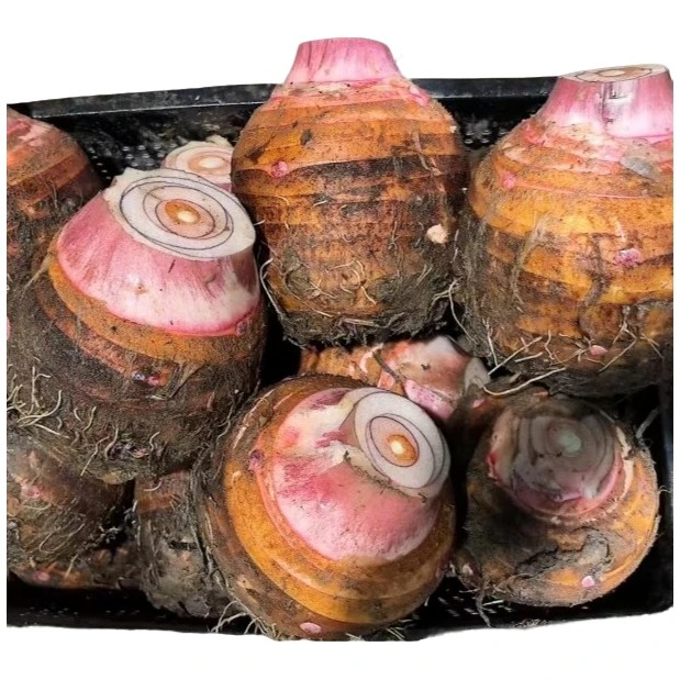 新鲜现挖正宗奉化芋艿头毛芋芋头