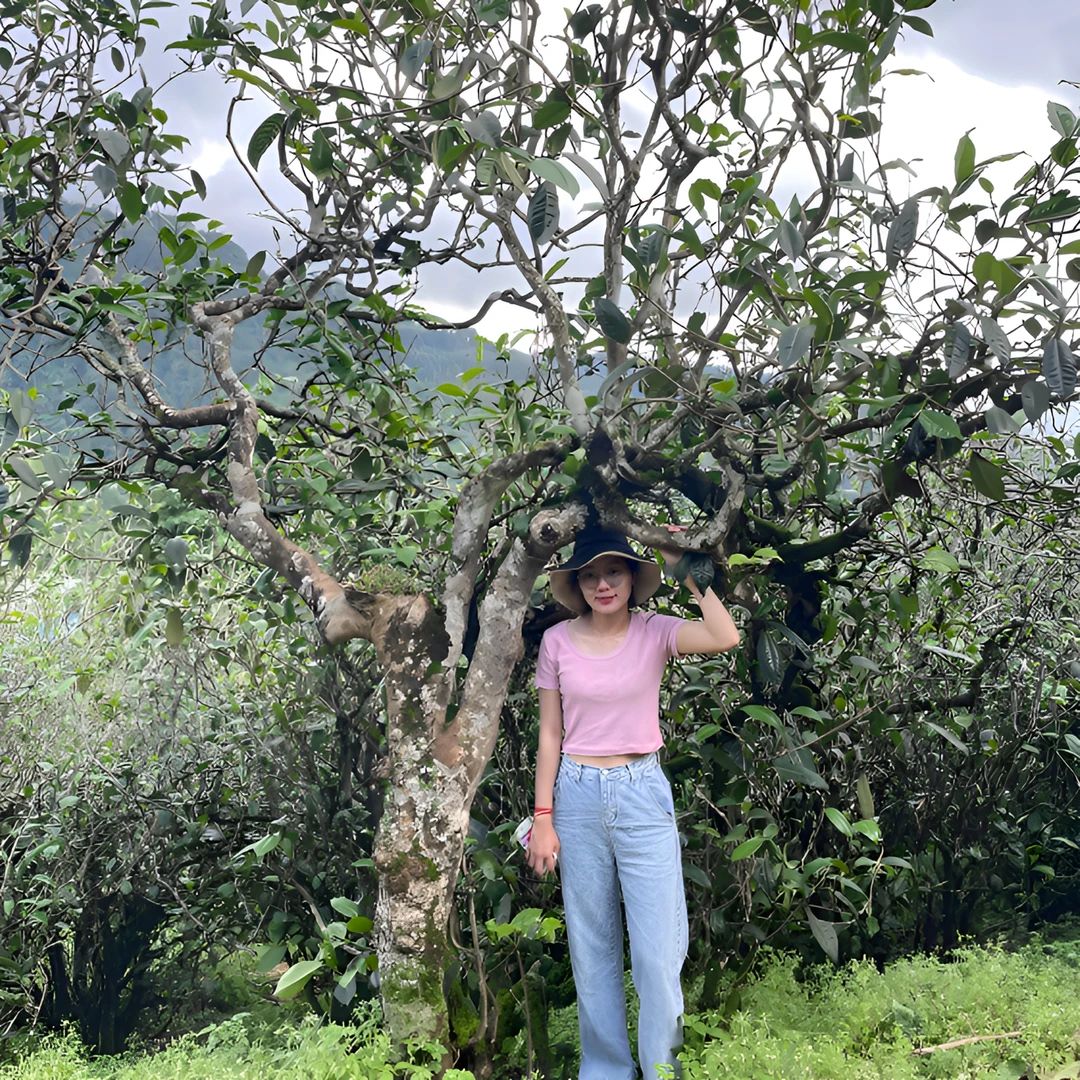 【皇家茶园】24年大茶地茶王树地块精挑普洱茶古树生茶