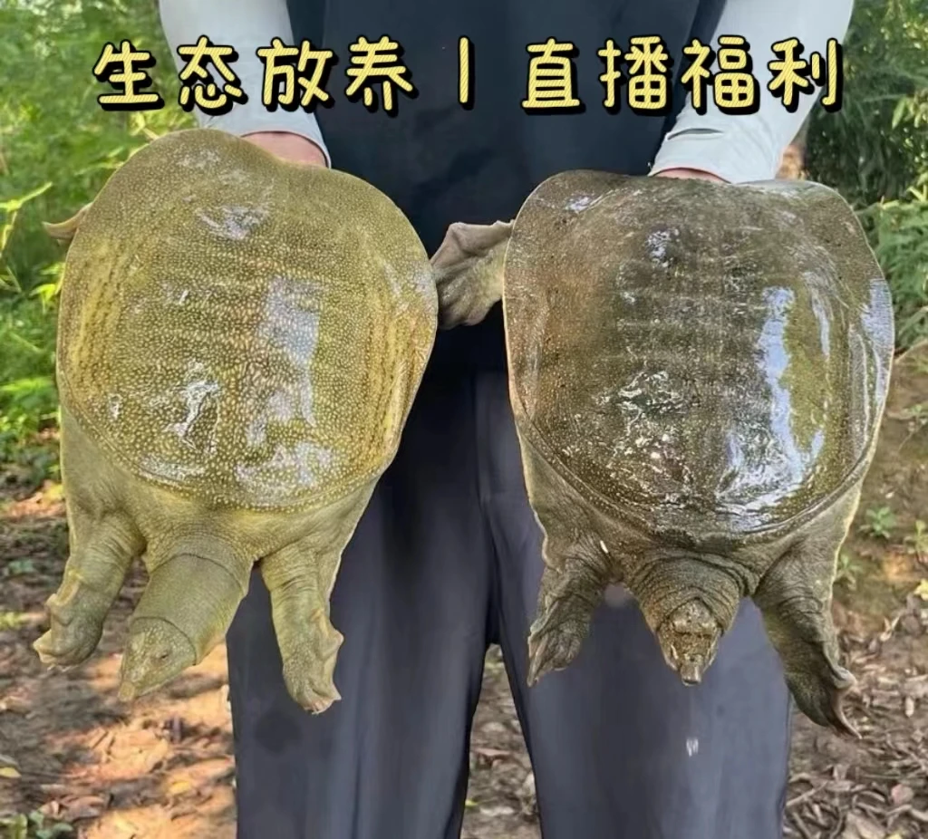 【基地福利3只甲鱼】安徽鲜活生态甲鱼营养丰富  顺丰包邮