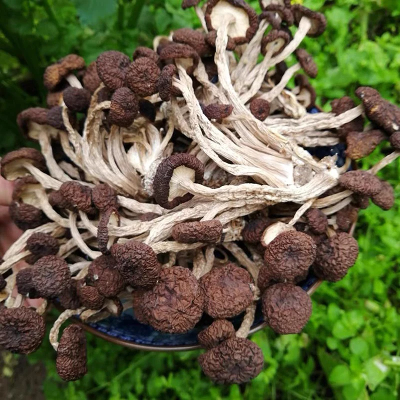 散装茶树菇 干锅茶树菇茶树菇煲汤材料干货批发