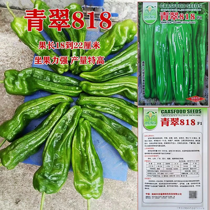 青翠818 竖条纹薄皮辣椒种子早熟抗病抗逆高产耐低温弱光大田种孑