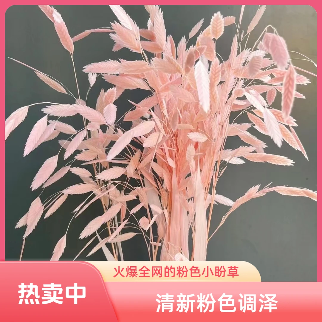 网红小盼草永生花批发花束装饰家居插花真花干花