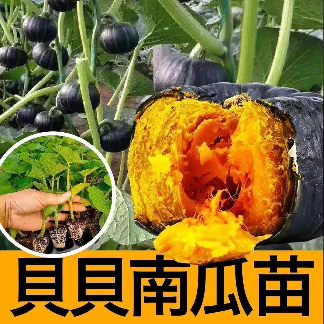 超粉超糯正宗真贝贝南瓜苗秧绿贝贝南瓜种子板栗味蔬菜苗四季盆栽