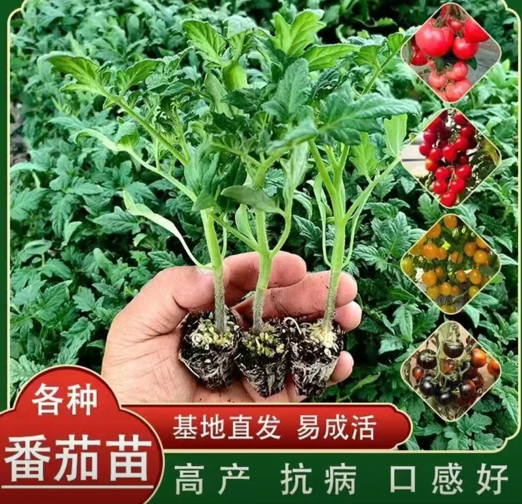 高产大西红柿苗千禧小番茄苗小番茄苗圣女果苗四季盆栽