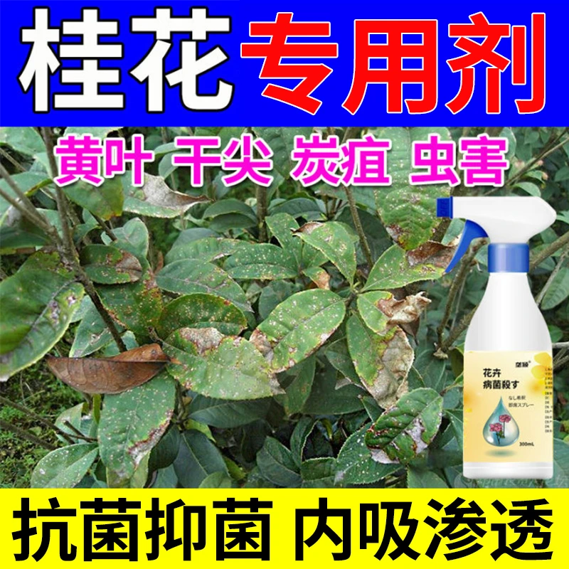 桂花树专用营养液叶子干尖焦尖叶斑通用延长花期免稀释有机肥料