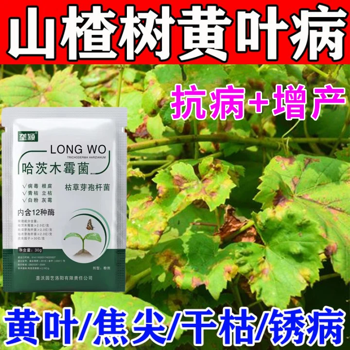 山楂树黄叶病专用肥卷叶小叶枯叶病根腐白粉病锈病除菌水溶叶面肥