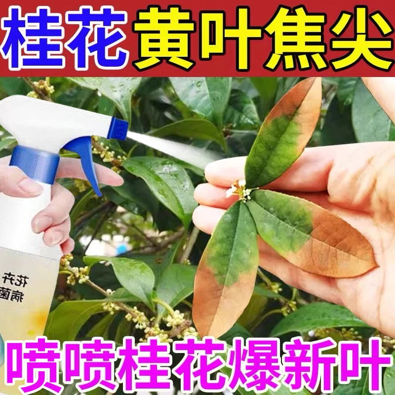桂花叶斑病专用喷雾剂黄叶焦尖腐叶褐斑炭疽白粉枯叶锈病用除菌剂